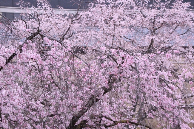 6450-15.4.3上祇園枝垂れ桜と一重紅枝垂れ桜　中アップ.jpg
